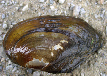 Kleine Flussmuschel (Unio crassus) - © Gernot Kunz